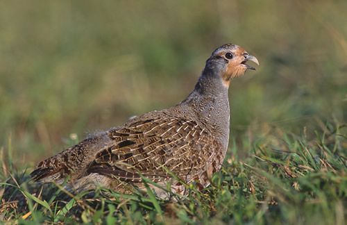 The grey partridge The grey partridge