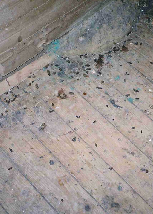 Rat Droppings