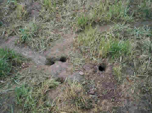 Rat Burrow
