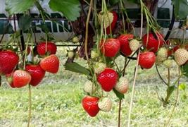 Hooton's Homegrown