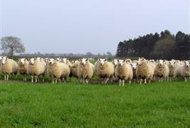 The Organic Farm Shop