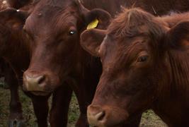 The Humane Slaughter Association