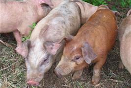 The Humane Slaughter Association