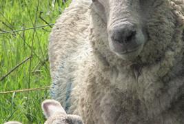 The Humane Slaughter Association