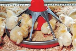Country Fresh Pullets