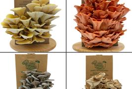 Merit Mushrooms