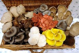 Merit Mushrooms