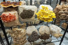 Merit Mushrooms
