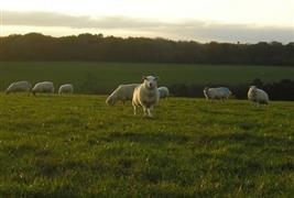 Beechcroft Farm Shop & Tea Barn