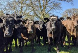 Browns at Park Farm