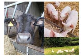 Frocester Fayre Farm Shop
