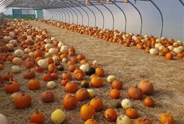 Manor Farm Fruits