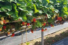 Manor Farm Fruits