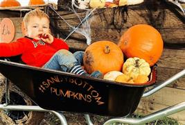 Sandy Bottom Pumpkins