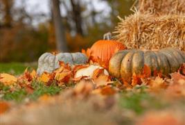 Sandy Bottom Pumpkins