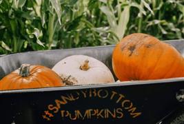 Sandy Bottom Pumpkins