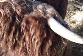 Aberdeenshire Highland Beef