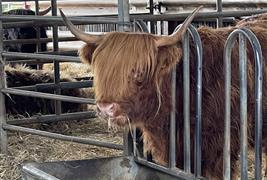 Aberdeenshire Highland Beef