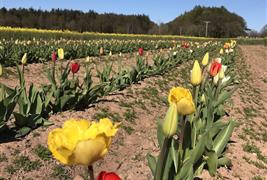 The Flower Field