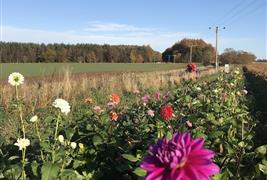 The Flower Field