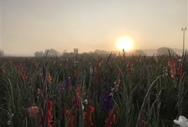 The Flower Field