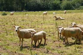 Tresemple farm