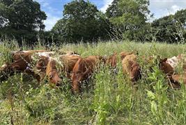 Treway Farm Cornish Turkeys and Pastured Beef