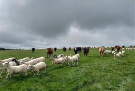 A May's Farm