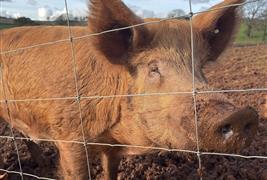 Daynes Farm Shop