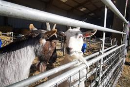 Milk's Up!