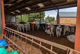 Candy's Farm Shop and Butchery