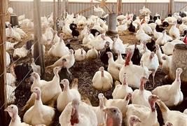 The Oaks Poultry Farm (Farm Shop)
