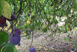 Park Fruit Farm