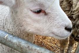 Wythenshawe Community Farm & Shop