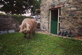 Stonebridge Cottage Farm