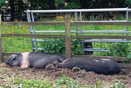 Windmill Hill City Farm