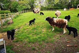 Windmill Hill City Farm