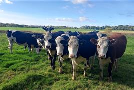 The Green Cow Farm Shop