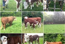 Eves Hill Farm Shop, Campsite & Glamping and Secure Dog Field
