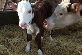 Eves Hill Farm Shop, Campsite & Glamping and Secure Dog Field