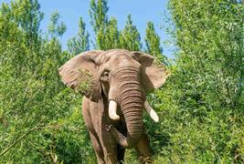 Noah's Ark Zoo Farm