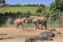 Noah's Ark Zoo Farm