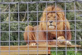 Noah's Ark Zoo Farm