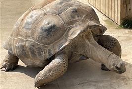 Noah's Ark Zoo Farm