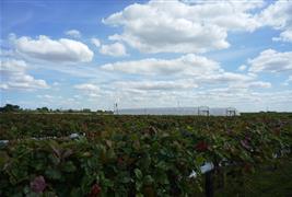 Spuds & Berries