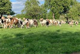 Toulston Hall Farm