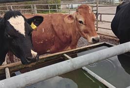 Bays Leap Dairy Farm