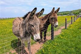 Doniford Farm Park