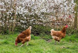 Woodhouse Farm and Garden CIC