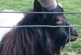 Bill Quay Community Farm